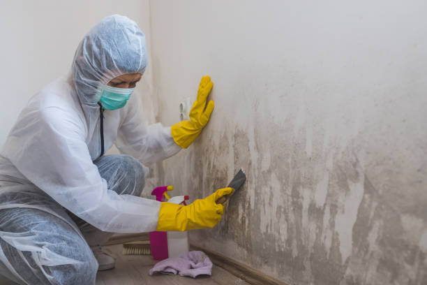 Cutler, CA Mold Removal Company