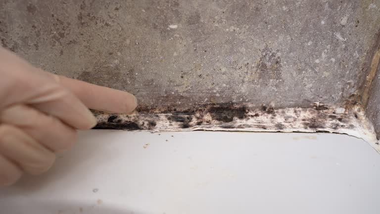 Best Commercial Mold Inspection  in Cutler, CA